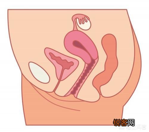 腹部有肌肉,但小腹依然有赘肉,该怎么减？