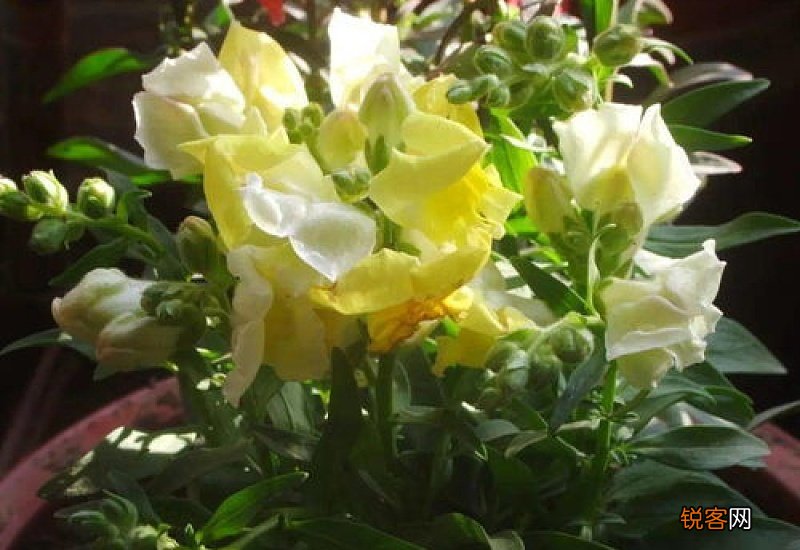 金鱼草几月份播种