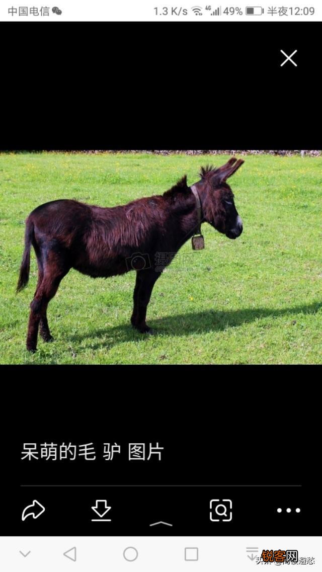 您好,请问马肉可以吃吗？味道怎么样？