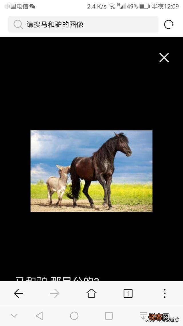 您好,请问马肉可以吃吗？味道怎么样？