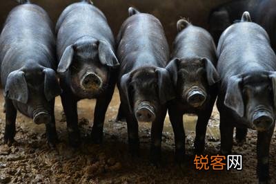 为什么现在猪价跌了,猪肉不好吃了呢？有股骚味？