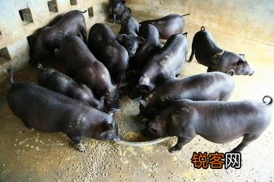 为什么现在猪价跌了,猪肉不好吃了呢？有股骚味？