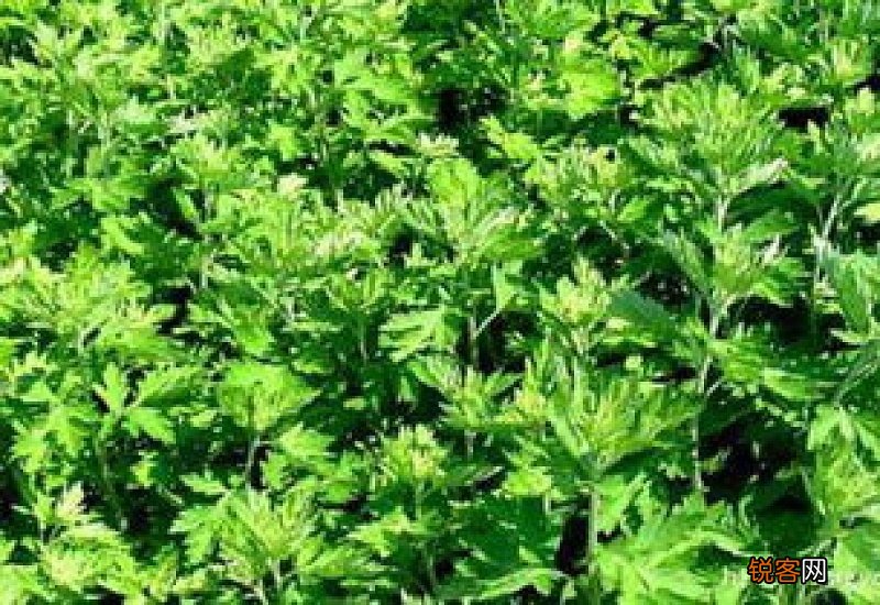 泡艾草澡多久可以去寒气