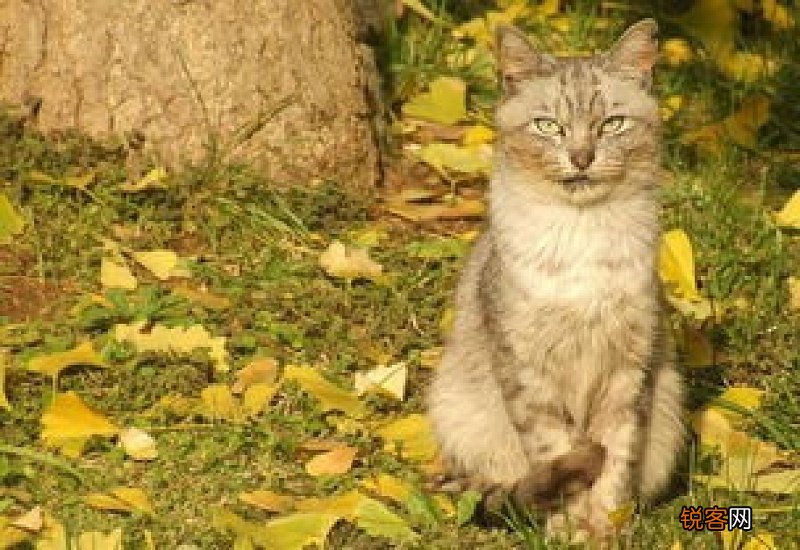猫腿断了自己会好吗