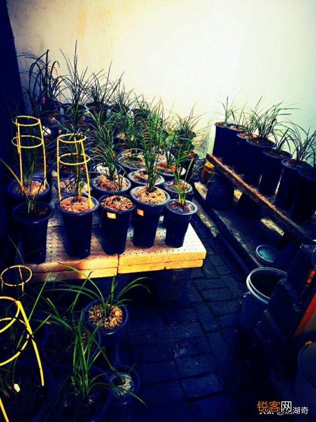 许多现代诗都是无病呻吟,味如嚼蜡,原因何在？谈谈你的高见？