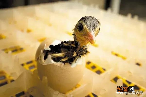 许多现代诗都是无病呻吟,味如嚼蜡,原因何在？谈谈你的高见？