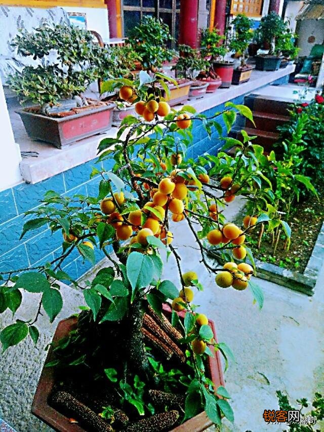 许多现代诗都是无病呻吟,味如嚼蜡,原因何在？谈谈你的高见？