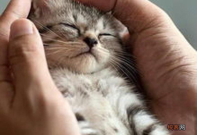 猫咪睡觉发出嗯嗯的声音