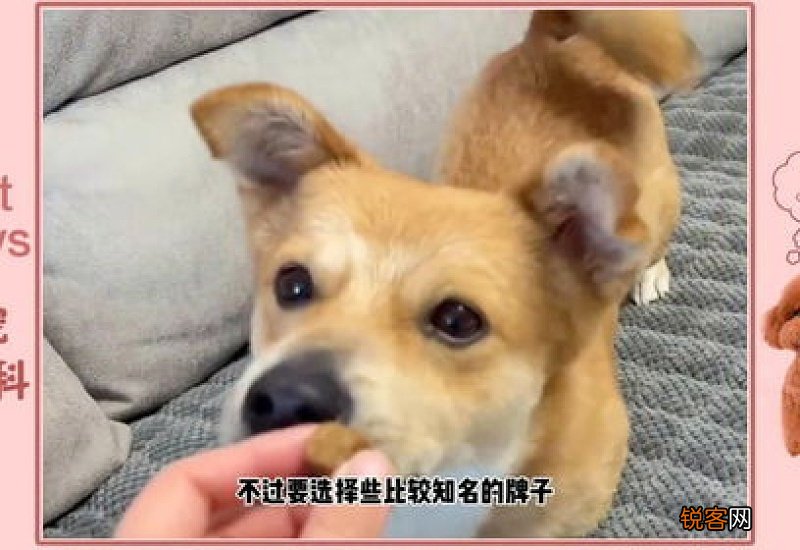 狗吃什么东西最下奶