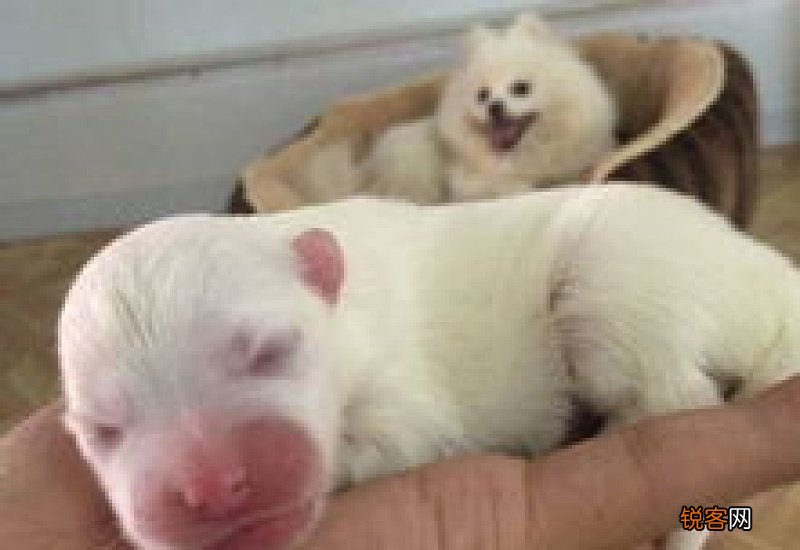 狗开始刨窝以后多久生