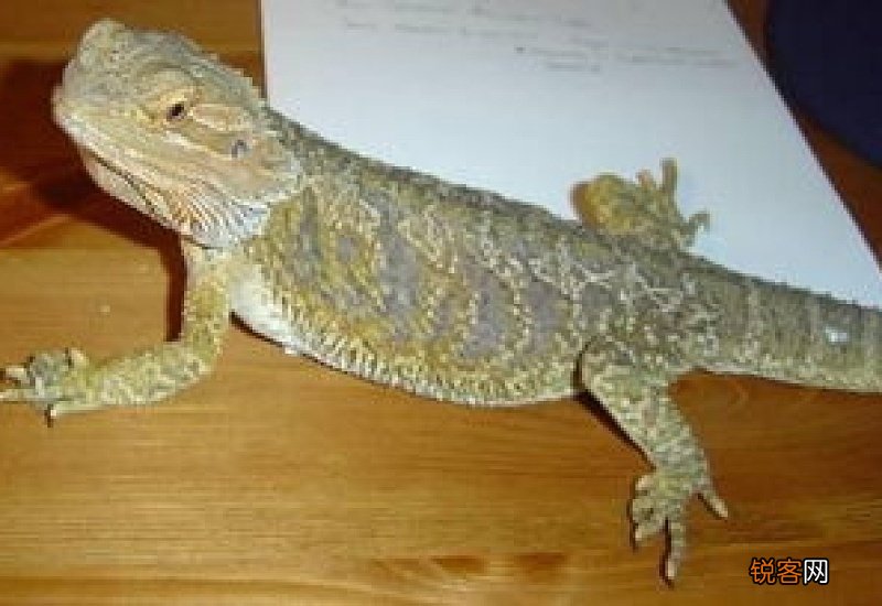 鬃狮蜥温度低于20度会不会死