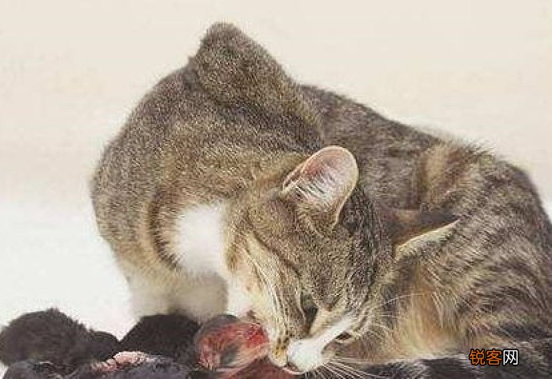 猫咪总打滚怎么回事