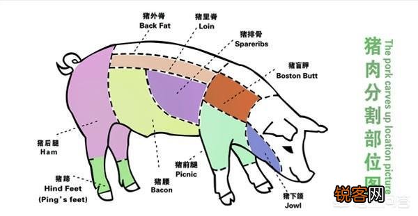 农村老人说,猪身上有一块肉叫做“槽头肉”,最好不要吃,这是为什么？