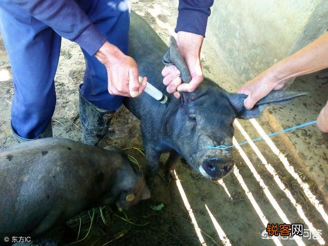 农村老人说,猪身上有一块肉叫做“槽头肉”,最好不要吃,这是为什么？
