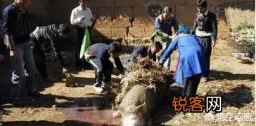 农村老人说,猪身上有一块肉叫做“槽头肉”,最好不要吃,这是为什么？