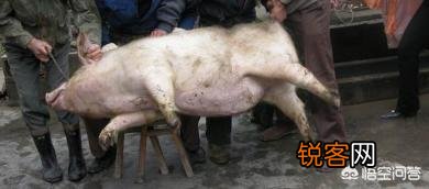 农村老人说,猪身上有一块肉叫做“槽头肉”,最好不要吃,这是为什么？