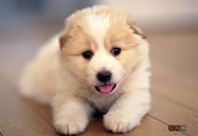 狗对人叫的预示着什么意思