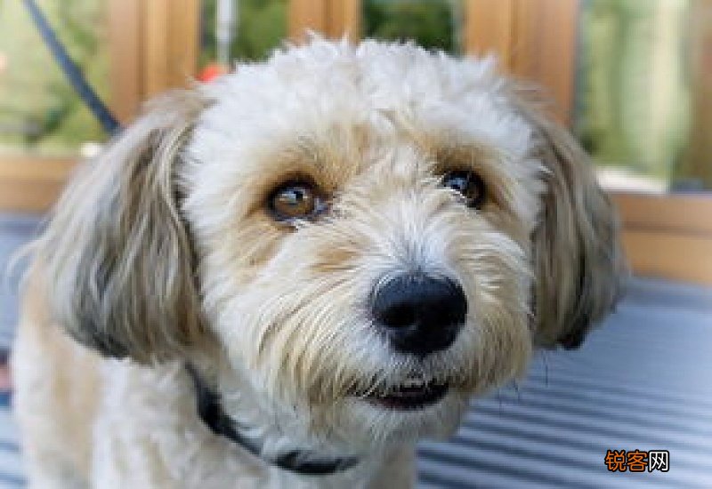 狗体温下降到多少要生了