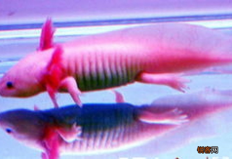 六角恐龙鱼好养吗