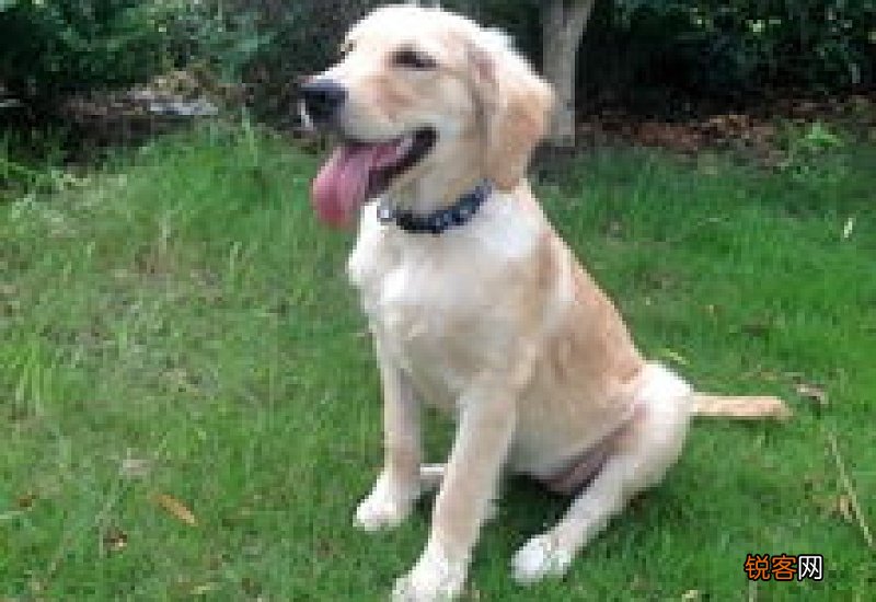 绝育狗粮和普通狗粮区别