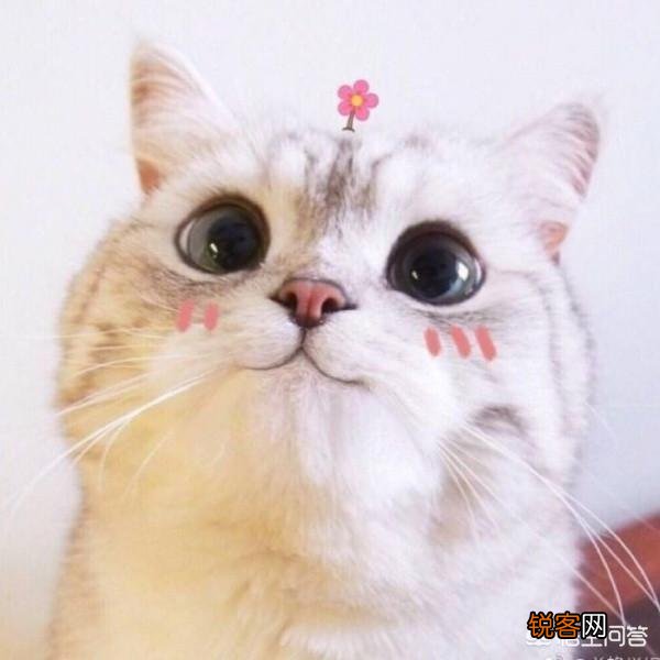 有没有特别皮的句子？