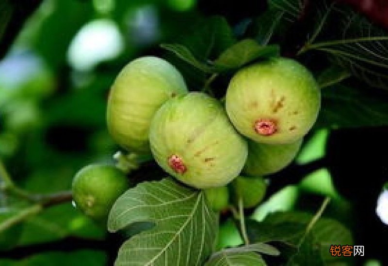 无花果的白汁可以去疤痕吗