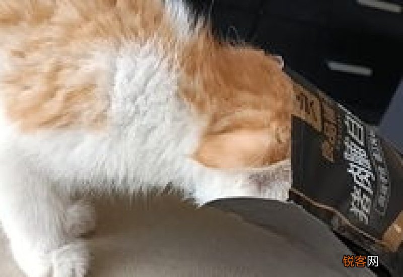 猫断断续续的叫