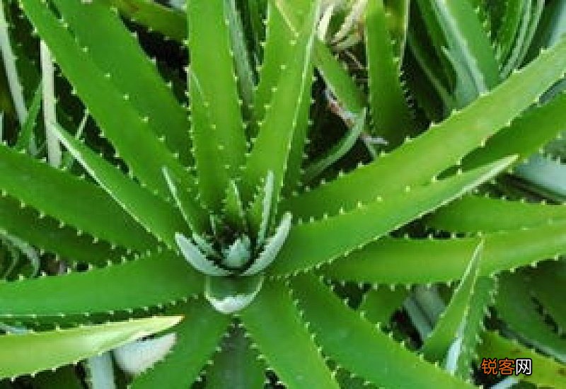 芦荟的介绍