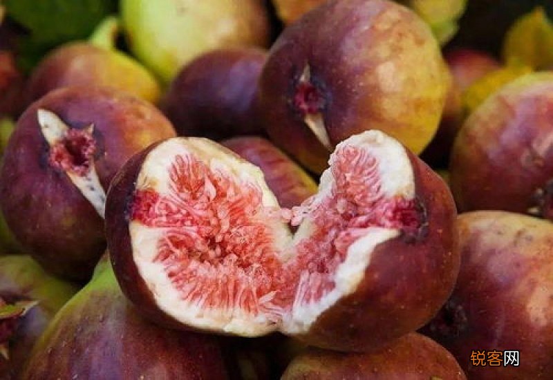 无花果怎样治痔疮