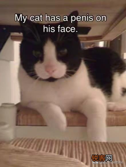 请问各位用的qq,微信有哪些沙雕头像？我先分享我自己的？