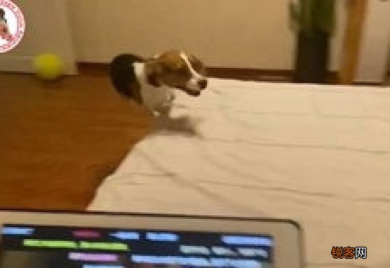 狗狗在家狂奔是干嘛
