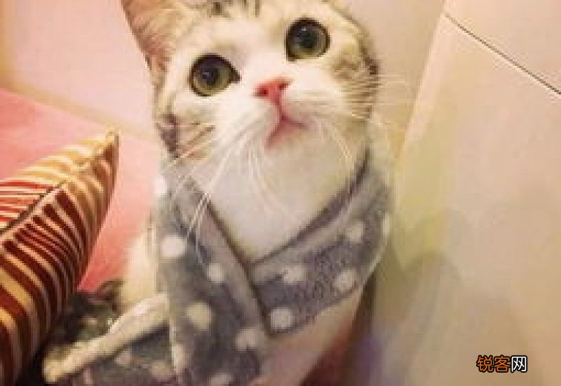 猫有绦虫还能养吗