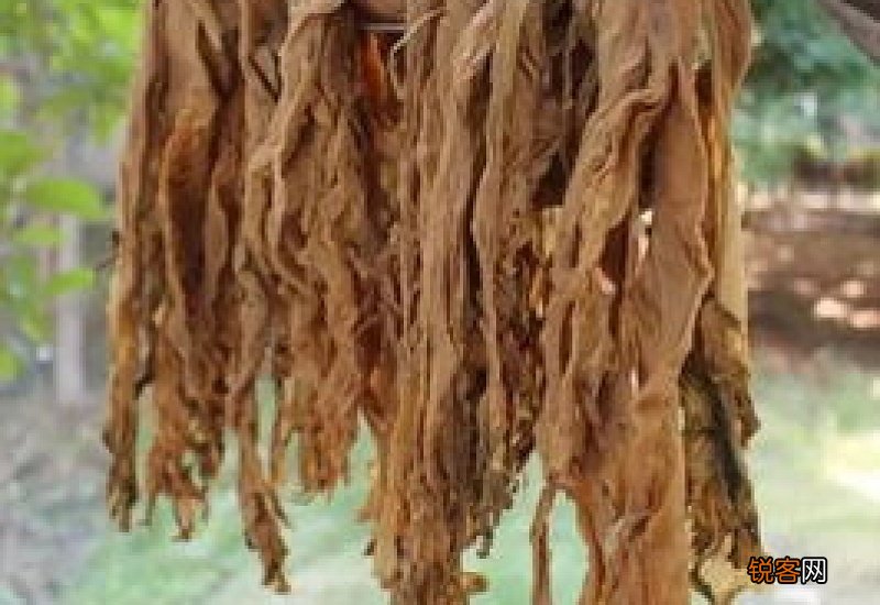 晒干的艾叶好还是新鲜的艾叶好