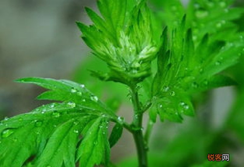 晒干的艾叶怎么保存