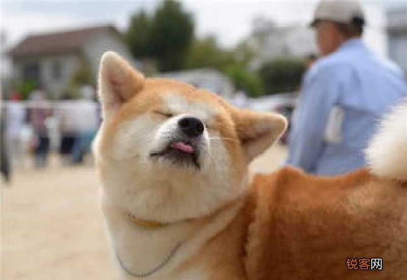 柴犬的优缺点及性格
