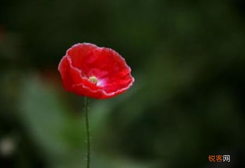 阴天怎么晒柿饼子