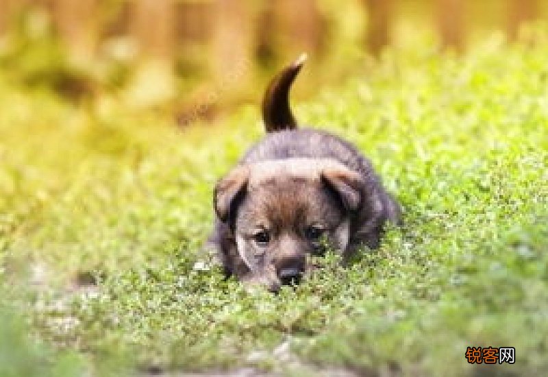 博美能吃板栗吗?