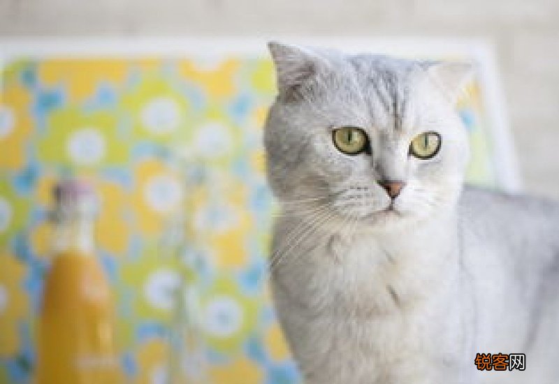 怎样判定猫咪软骨病