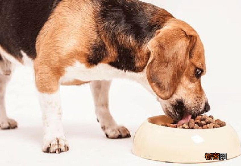 狗狗只吃狗粮可以吗?