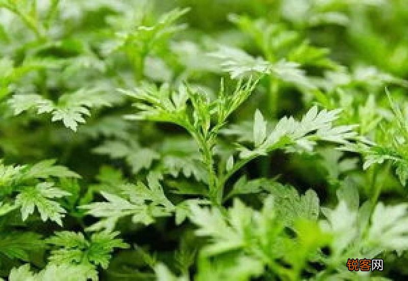 什么人不能用艾草枕头