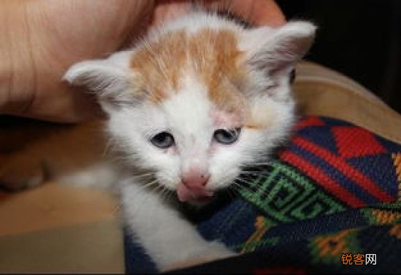 猫咪急性胰腺炎能治好吗