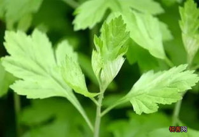 艾草闻多了对身体有害吗