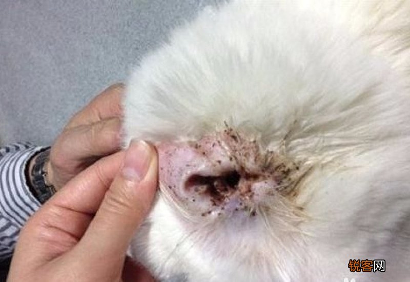 猫咪耳螨出血了怎么办