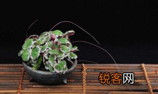 边城虎耳草的象征意义 边城虎耳草的寓意