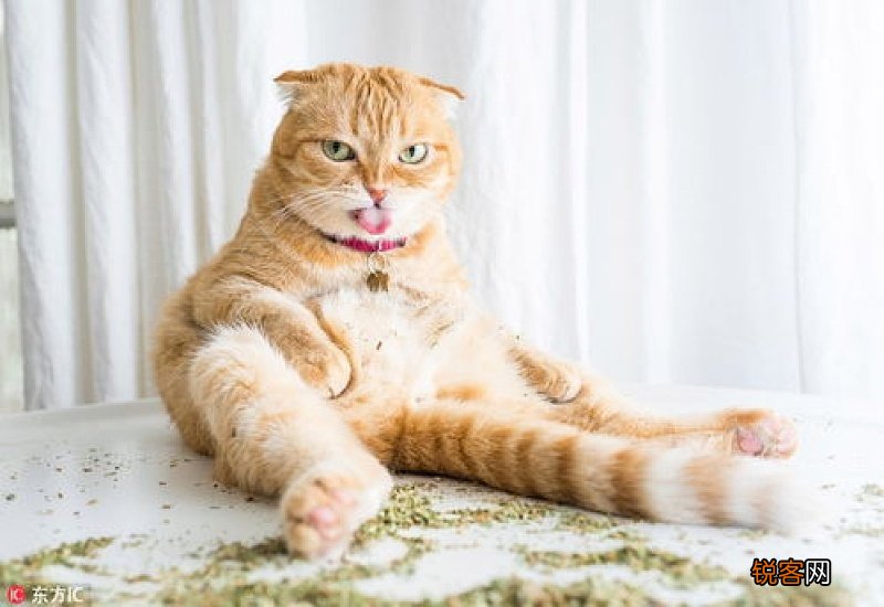 为什么要给猫吃猫薄荷?