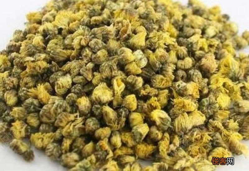 体寒的人喝胎菊还是贡菊