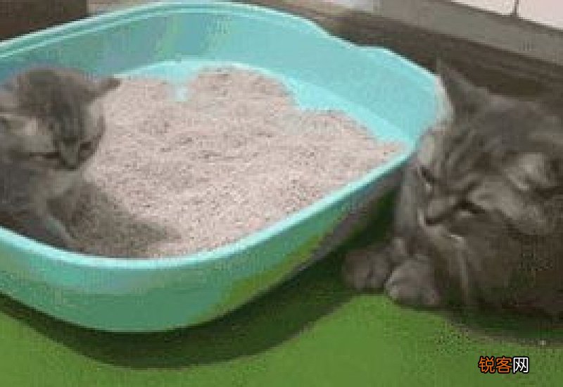 怎么教幼猫用猫砂盆