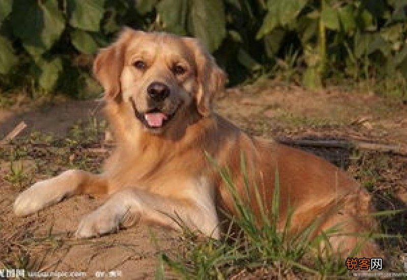 金毛幼犬一天睡多久算正常