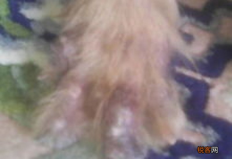 狗爪子脱皮是什么原因啊