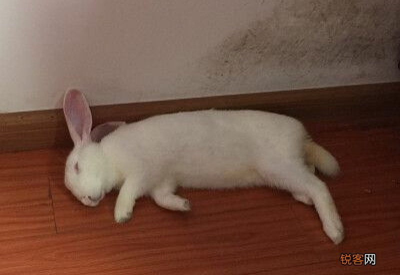 兔子侧躺说明什么